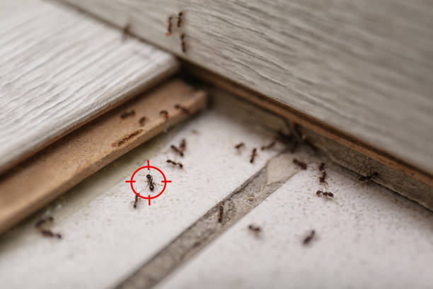 Best Residential Pest Control  in Chesterfield, IN
